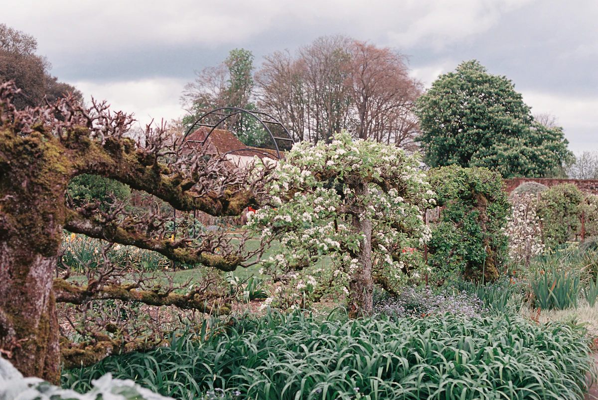Established garden beds with flowering shrubs, trees and perennial planting. Unsplash sample photo.