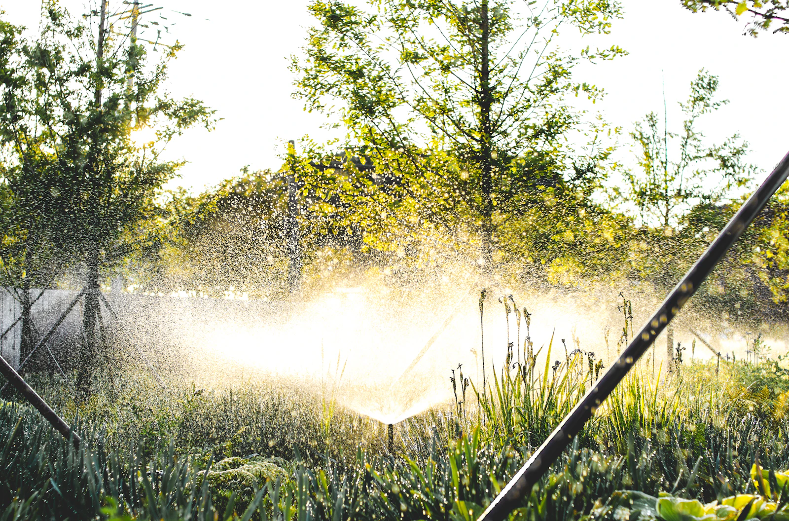 A sprinkler watering a garden in sunlight. Unsplash sample photo.